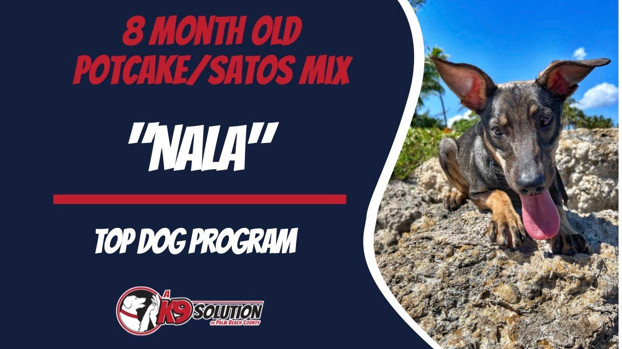 🐶Dog Trainers/Training of Central and South Florida / Potcake 'NALA' 🦮