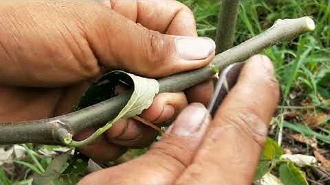 CÁCH GHÉP CÂY TÁO MỚI NHẤT, NHANH, GỌN TỈ LỆ SỐNG 100% || Vườn Cây Ăn Trái Vlog