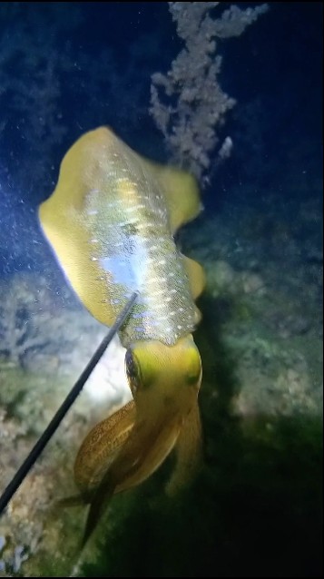 Tusok talaga ang malaking Pusit #squid #recommendations #millionviews #suggestions #spearfishing