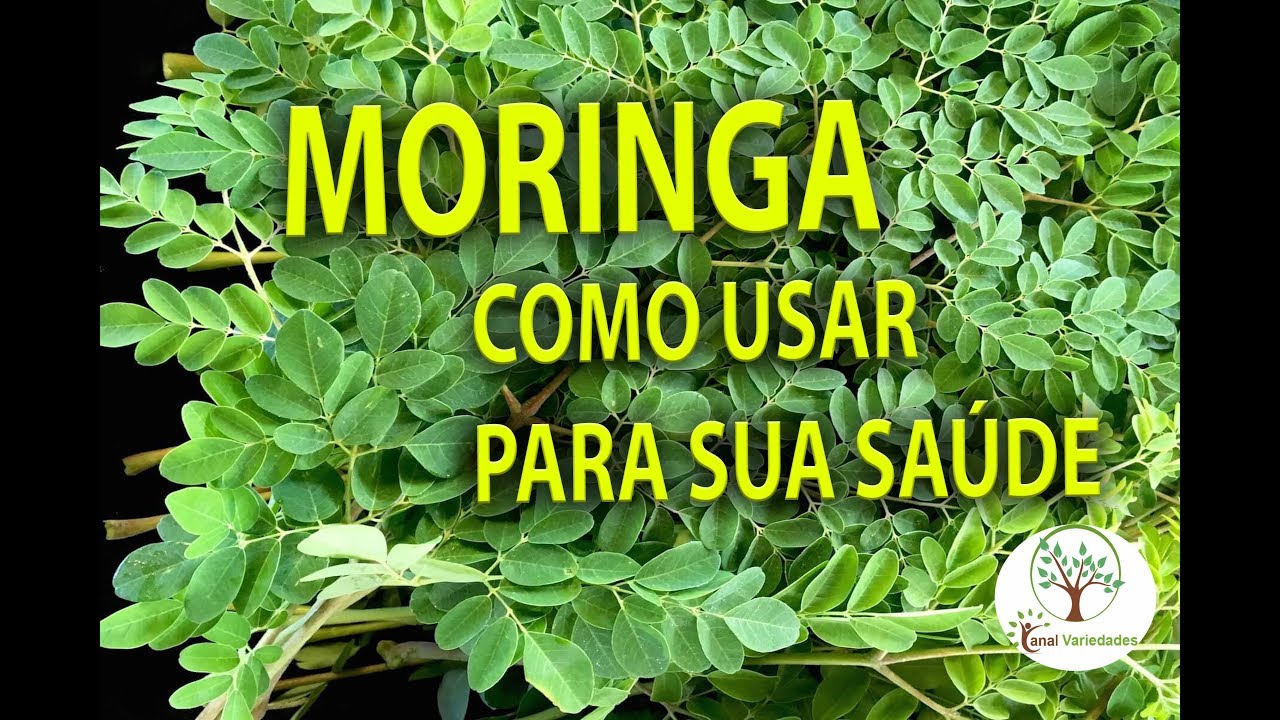 Moringa Em Sua Casa Aprenda Como Usar Para Sua Saude Youtube