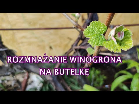 Wideo: Jak Dezynfekować Materiał Do Sadzenia Winogron