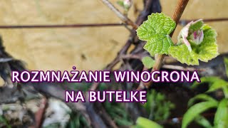 WINOGRONO ROZMNAŻANIE. Rozmnażanie winogrona metoda na butelkę. WINOGRONO UPRAWA.  | www.Kasia.in