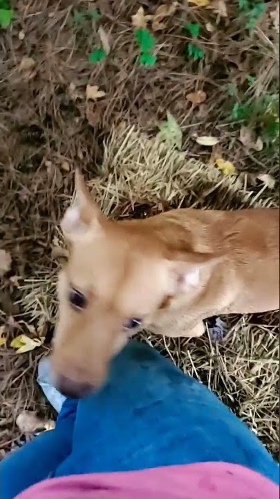 Get Off The Hay Tod #cute #dogs #nature