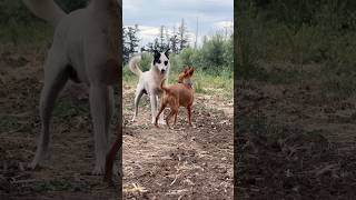 Two dog playing 😍 #dog #anime #shorts #viral #pets