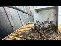 February 08, 2023 Hive Inspections