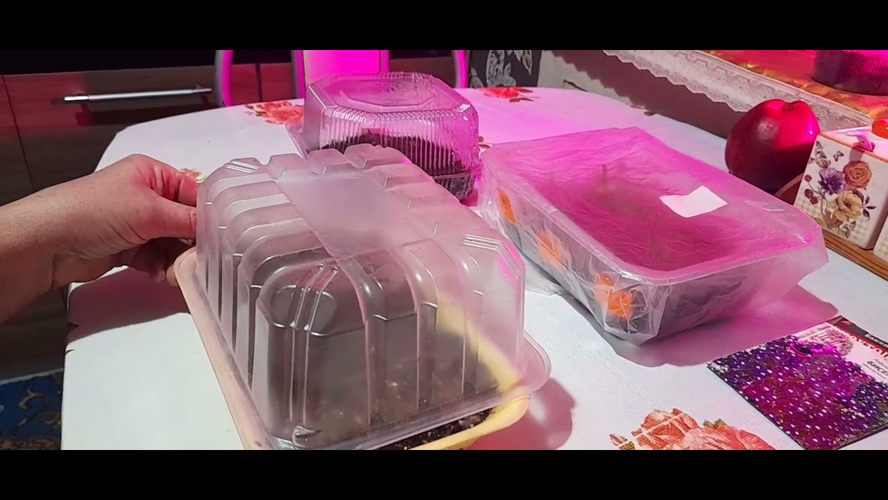 Кто о чём, а я сегодня о посевах цветов//Мои всходы однолетников на ...