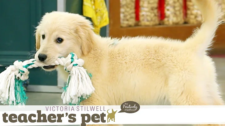 Puppy Mouthing (Training Basics) | Teacher's Pet W...
