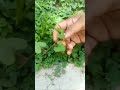 Today sanjeevini.! benefits of mushikakarni plant part 02