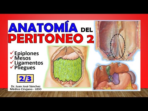 Video: ¿Cuál describe mejor el mesocolon?