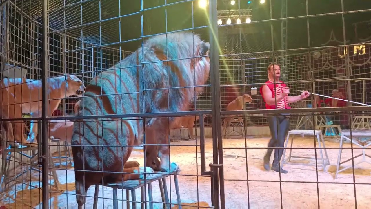 Cirkus Humberto - Lions Show 