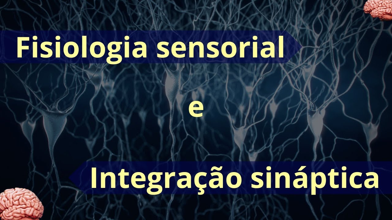 Sistema sensorial e integração sináptica