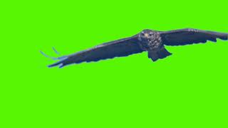 screen sky birds background flight