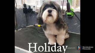 Adoptables:Holiday by Pawsh Dog House 337 views 3 years ago 1 minute, 6 seconds