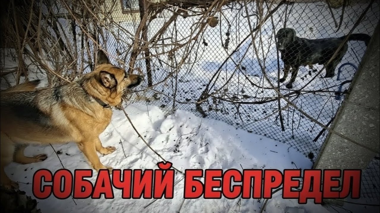 Собаки устроили беспредел!!! Немецкая овчарка и чёрный лабрадор успокаивают соседских собак
