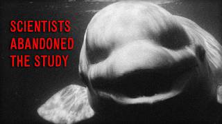 9 Sea Animals Scientists Are Terrified to Cage