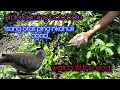 how to make bird trap/pang bato bato/npakadali mkahuli at dali lng gawain