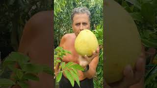 Kim's Excited For Early Summer + Nam Roi Pomelo Tasting