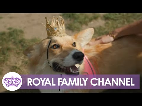 Corgis Gather In Memory of The Queen. Who's A Royally Good Boy!