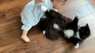 娘のモフモフ攻撃に反撃する猫　ラガマフィン　Cat resists touch from daughter