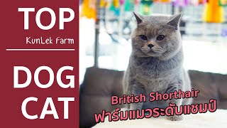 Top Dog Cat | แมวสายพันธุ์ British Shorthair : KunLek Farm