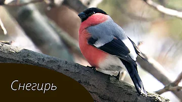 Изучаем птиц России. Обыкновенный снегирь // Birds of Russia. Bullfinch