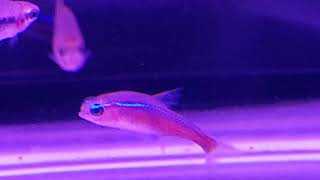 Fish Popeye Disease And Weird Swimming