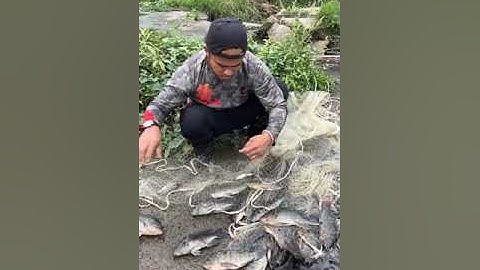 Amazing Cast Net Fishing Skill Catch Giant Fish - Awesome Traditional Net Fishing on The River P2