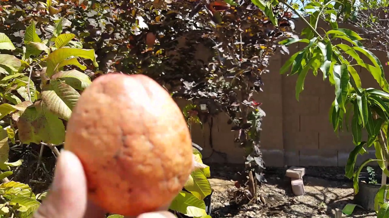 Red Malaysian Guava In Phoenix You Red Malaysian Guava In Phoenix
