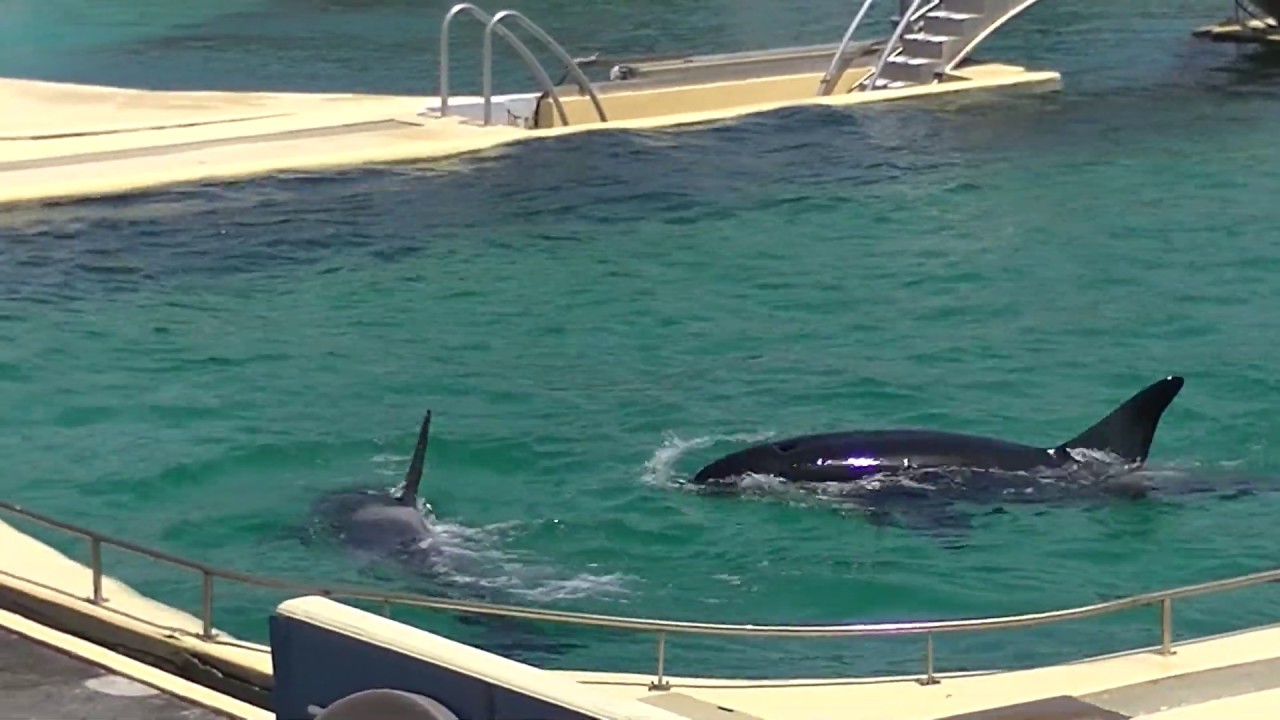 Wikie away from the boys - Jun 6 2019 - Marineland of France - YouTube