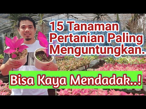 Video: Apakah tumbuhan yang paling menguntungkan untuk ditanam dan dijual?