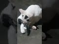 mano yea na mano😁😁🥰❤️## khubsurat billa#❤️❤️ #lovely #cat