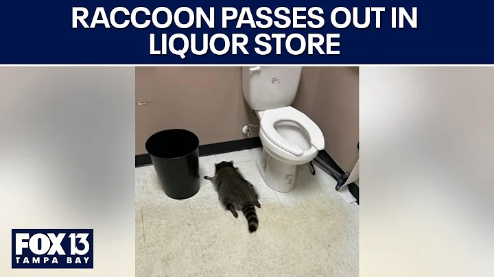 Raccoon breaks into liquor store, passes out in bathroom