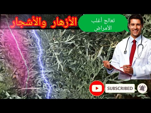 عشبة الشيبة سحر في فوائدها رغم أضرارها شيح ابن سينا  