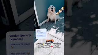 No deslizes🙏🙏#dog#perritos#shorts #perro#dogshorts#doglove#doglife#memes#cachorros#puppy#humor#pet