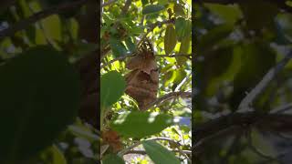 Polyphemus Moth Napping #short