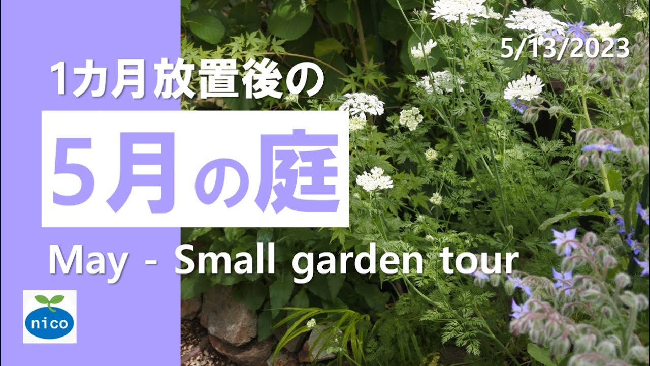 My May Garden | Back home after a month and the flowers are