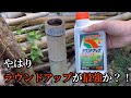 【竹1m切り】ラウンドアップで竹を枯らせる