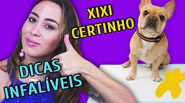 O que fazer para o cachorro não urinar em tudo?