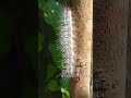 Moth caterpillar