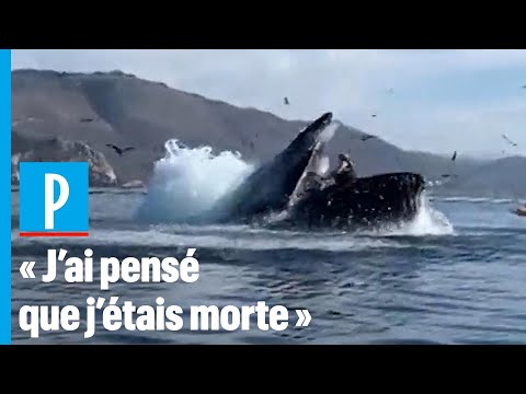 Vidéo: Est-ce qu'une baleine perce ou brise ?