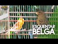 Canto para Esquentar Canário Belga Vídeo gravado ao Vivo