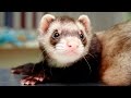 Ferret Pet - Funny And Cute Ferrets Compilation 2016