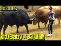 新力Babyx刃誡皇 2023.1.3 【沖縄闘牛】
