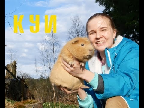 Куи - свинки-монстры. Giant guinea pigs