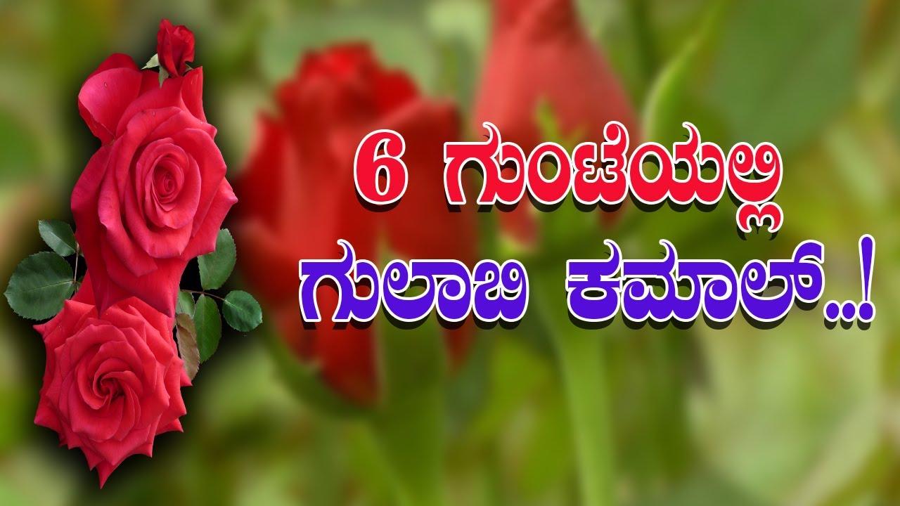 6 ಗುಂಟೆಯಲ್ಲಿ ಗುಲಾಬಿ ಬೆಳೆಯುತ್ತಿರುವ ಕೃಷಿಕನ ಲಾಭವೆಷ್ಟು ಗೊತ್ತಾ..! Rose crop in organic cultivation