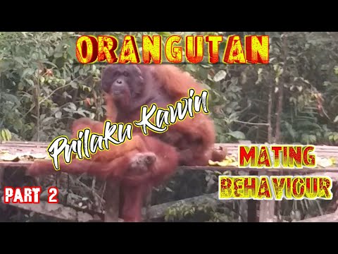Orangutan m4t*ng behaviour part 2 | sopy zayus