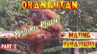 Orangutan m4t*ng behaviour part 2 | sopy zayus