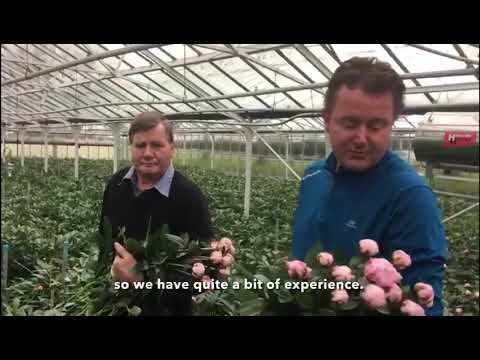 Hilverda De Boer - Peony grower visit at Philip Hoogervorst