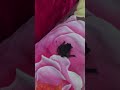 Bat in the House