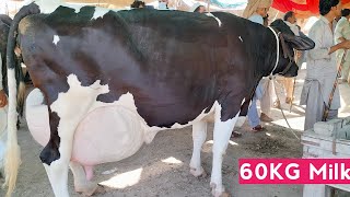 ڈولی شہید منڈی میں آج سب سے زیادہ 70 لیٹر دودھ دینے والی امپورٹڈ فریزن گائے فار سیل